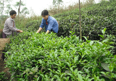 Chè Trung Du - Chè Nhật Thức - Hợp Tác Xã Chè Nhật Thức